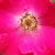 Roz - Trandafir pentru straturi Floribunda - Buisman's Glory